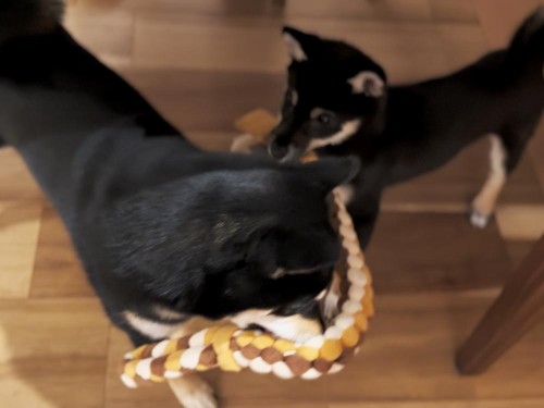 友達のふくと仲良く出来るかな？！