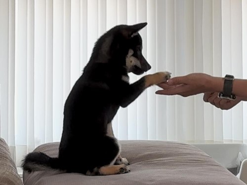 オカワリ