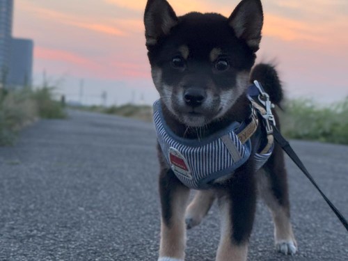 夕日がきれい