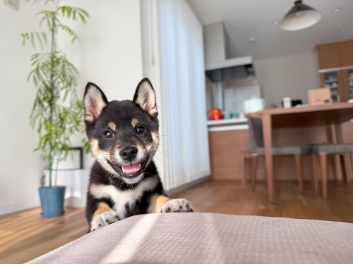 子犬期の成長は一瞬…