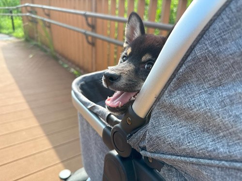 たのしそう