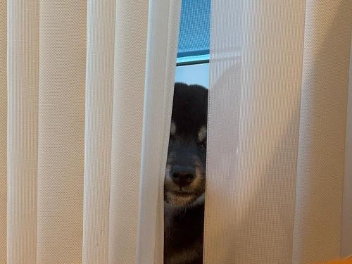 カーテン噛んで怒られた後、すねてる