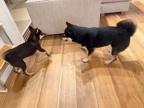 コラっ！ダメ！って言っているよう。